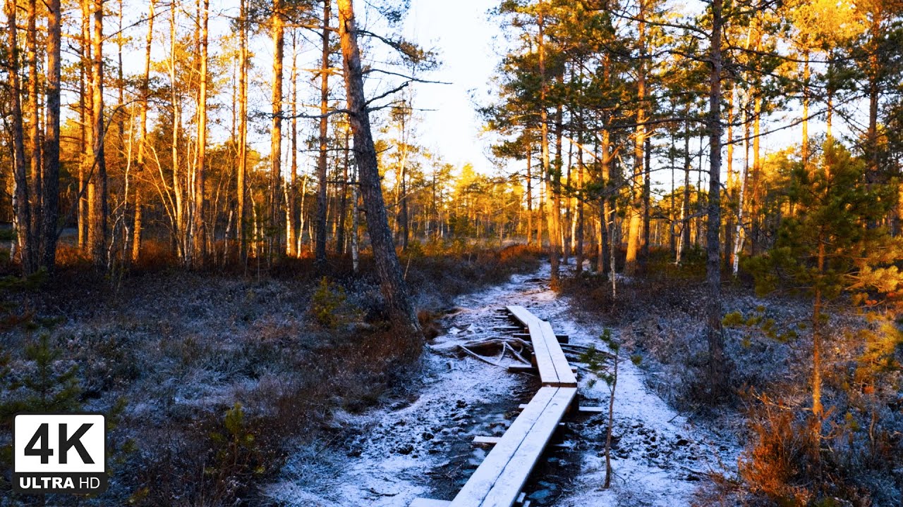 Crisp Morning Walk at Isosuo Nature Trail ❄️ Klaukkala, Finland