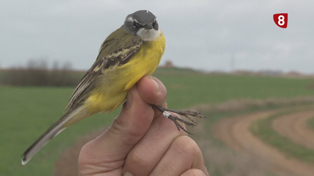 Anillamiento de aves en la Laguna de Boada
