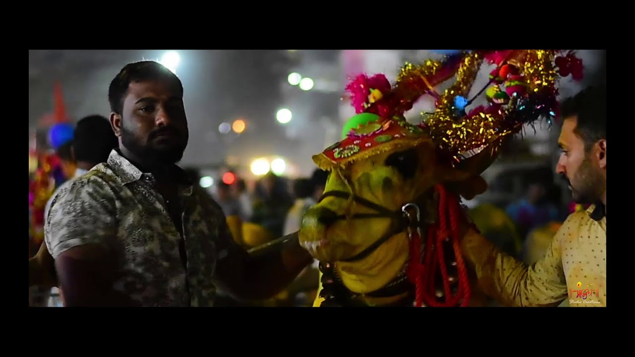 Shivray Pratishthan Balewadi | Bailpola Utsav  | Mauli Studio Creations #बैलपोळा #बैलपोळा_स्टेटस 