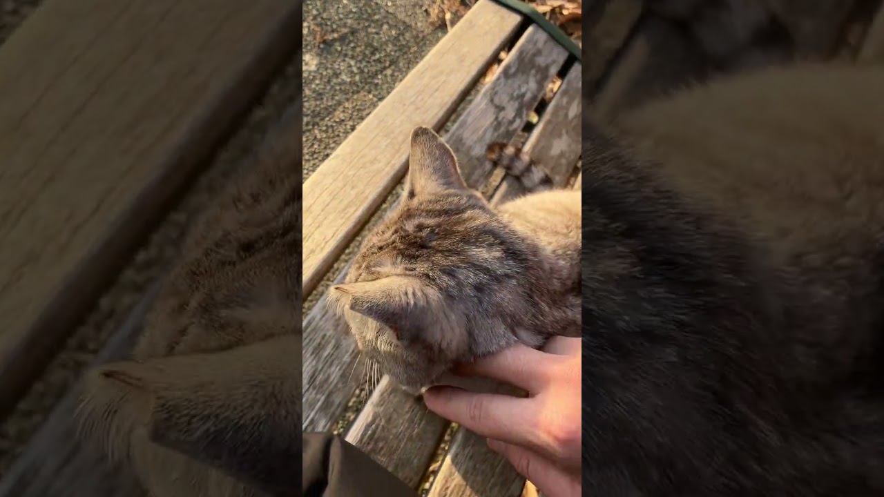人馴れした野良猫さん