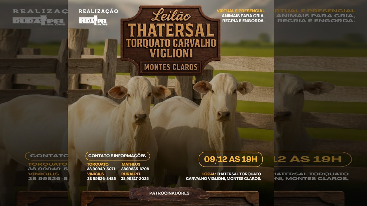 Leilão do Tathersal Torquato Carvalho Viglioni | Montes Claros/MG