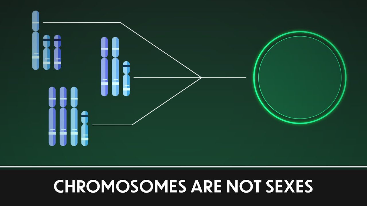 Chromosomes Are Not Sexes | Paradox Animations