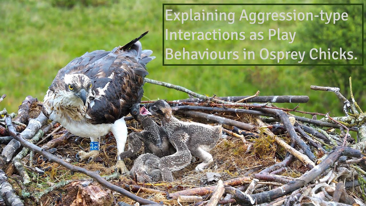 Explaining Aggression-type Interactions as Play Behaviours in Osprey Chicks.