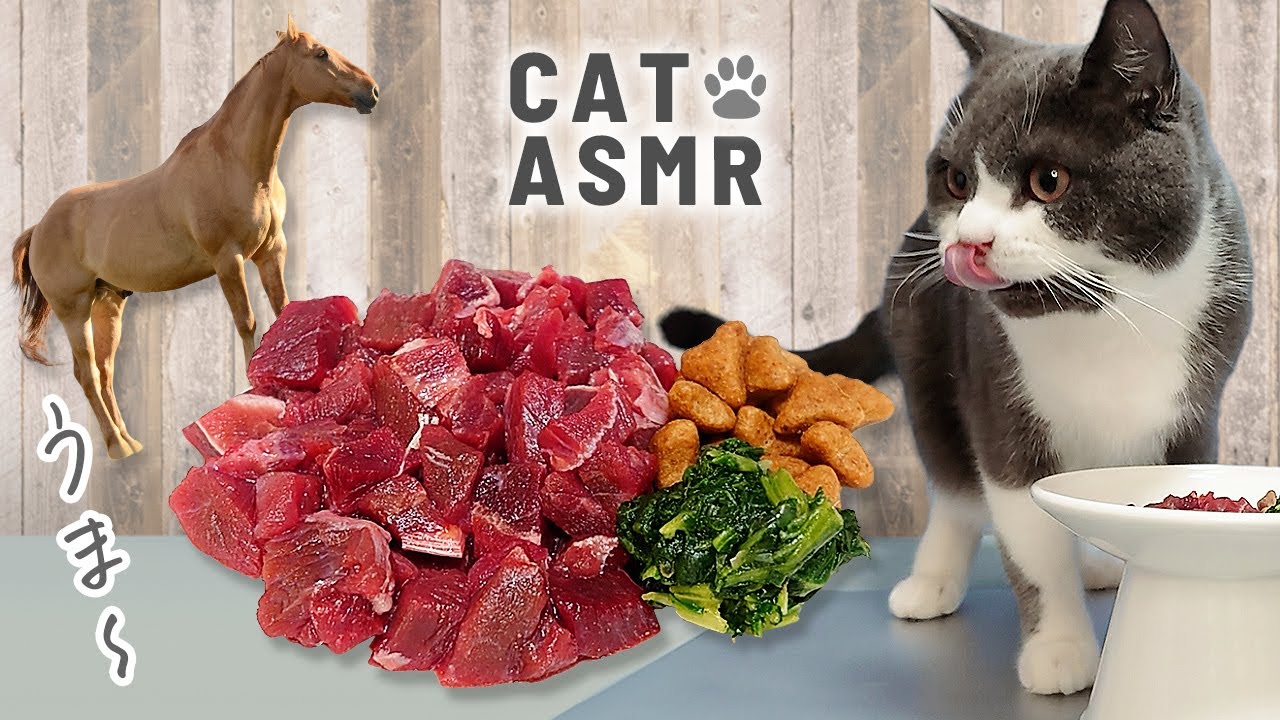 [Кошка ACMP] 🐎🥩Кошка едят лошадь в первый раз [звук еды Кот]