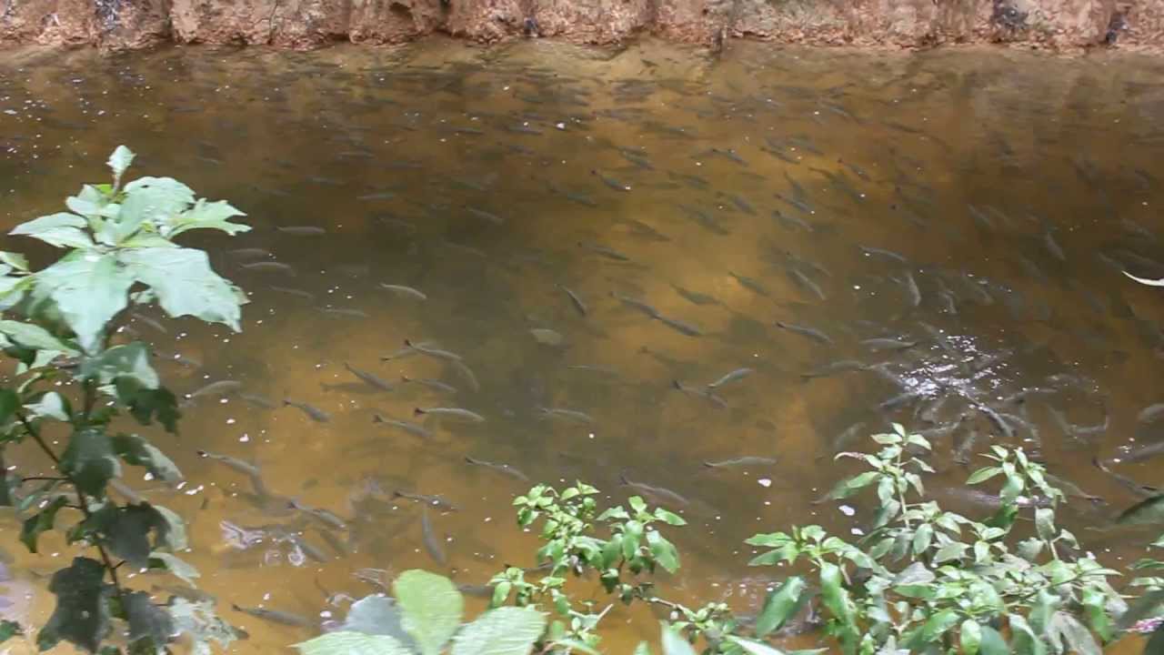 MATRINXÃ