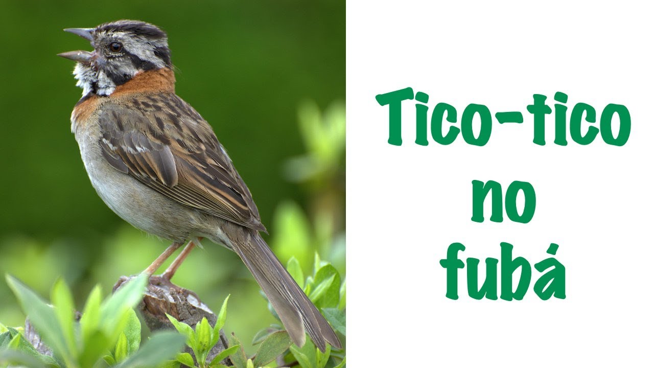 Zequinha Abreu: Tico-tico no fubá