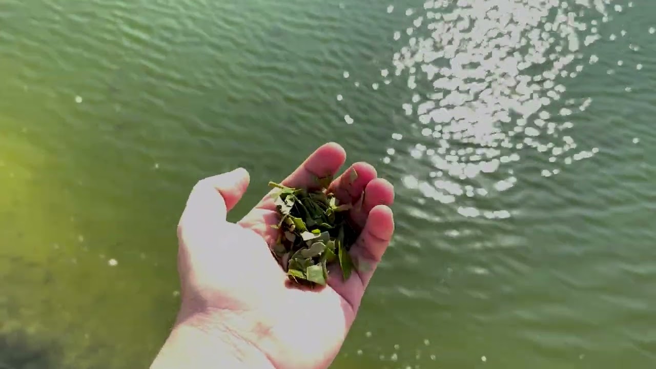 SUSTECO's Regenerative Seawater Agriculture System (RSA) Introduction with Neal Spackman
