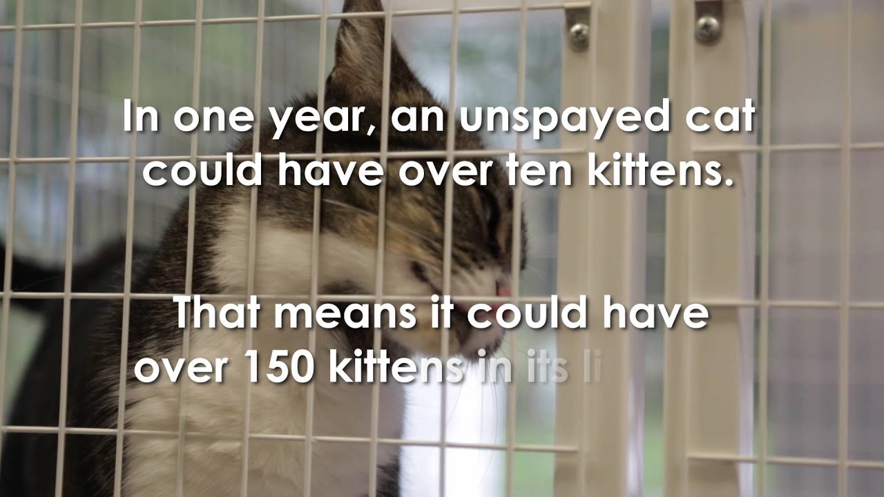 BHS Low-Cost Spay, Neuter and Vaccine Clinic