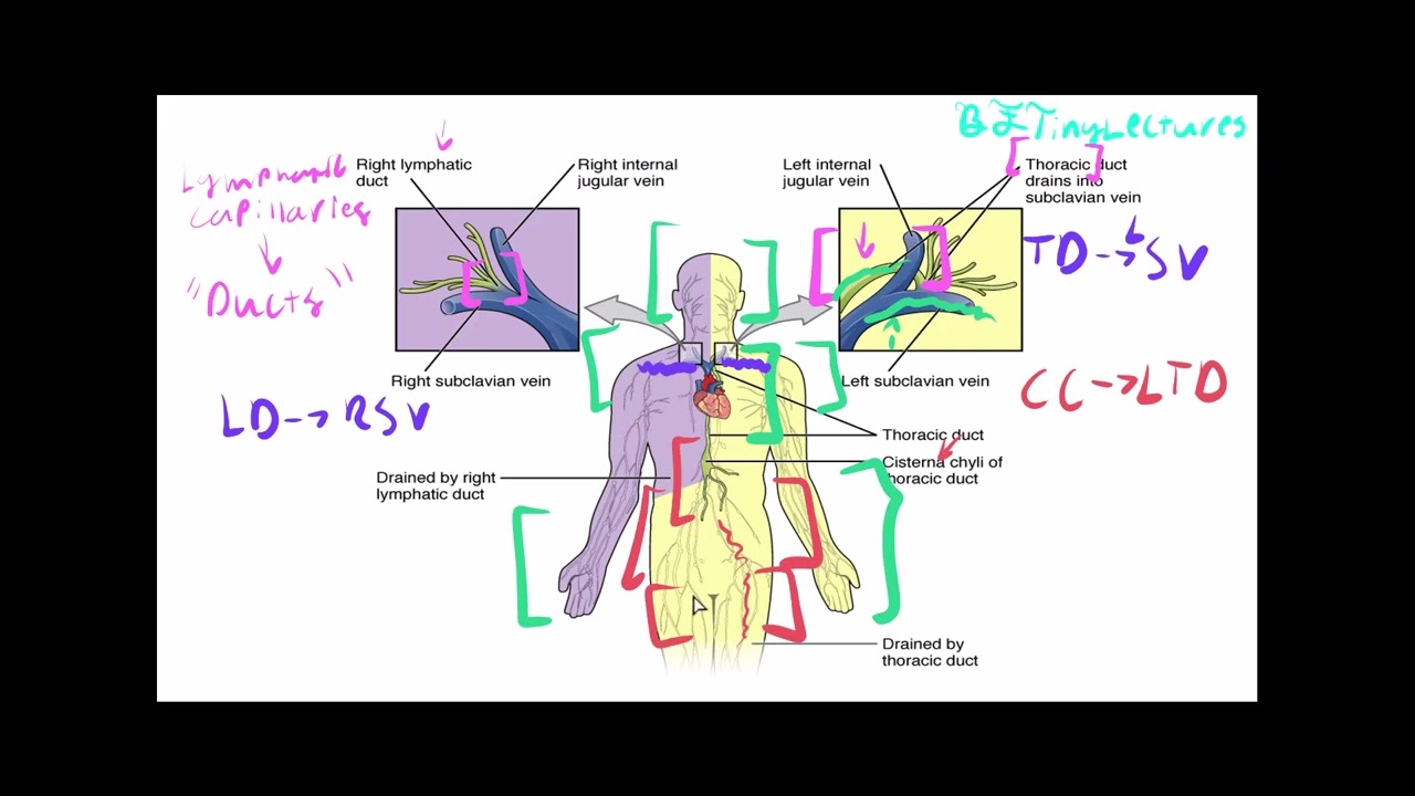 Anatomy & Physiology Crash Course Basic Immunology