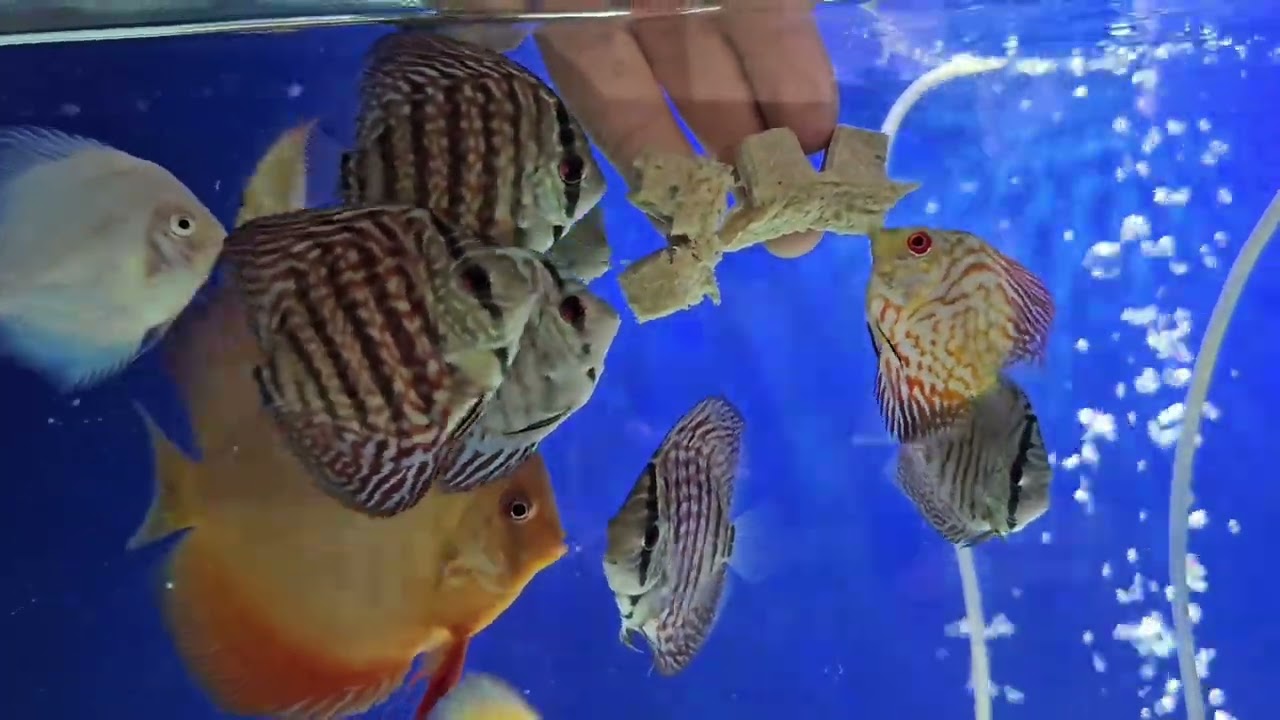 Nuevos peces disco importados de Malasia. Octubre 2025. 