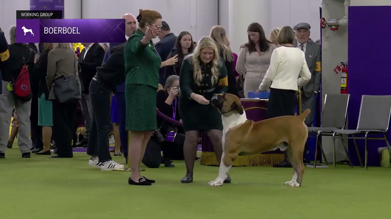 Boerboel | Breed Judging 2025