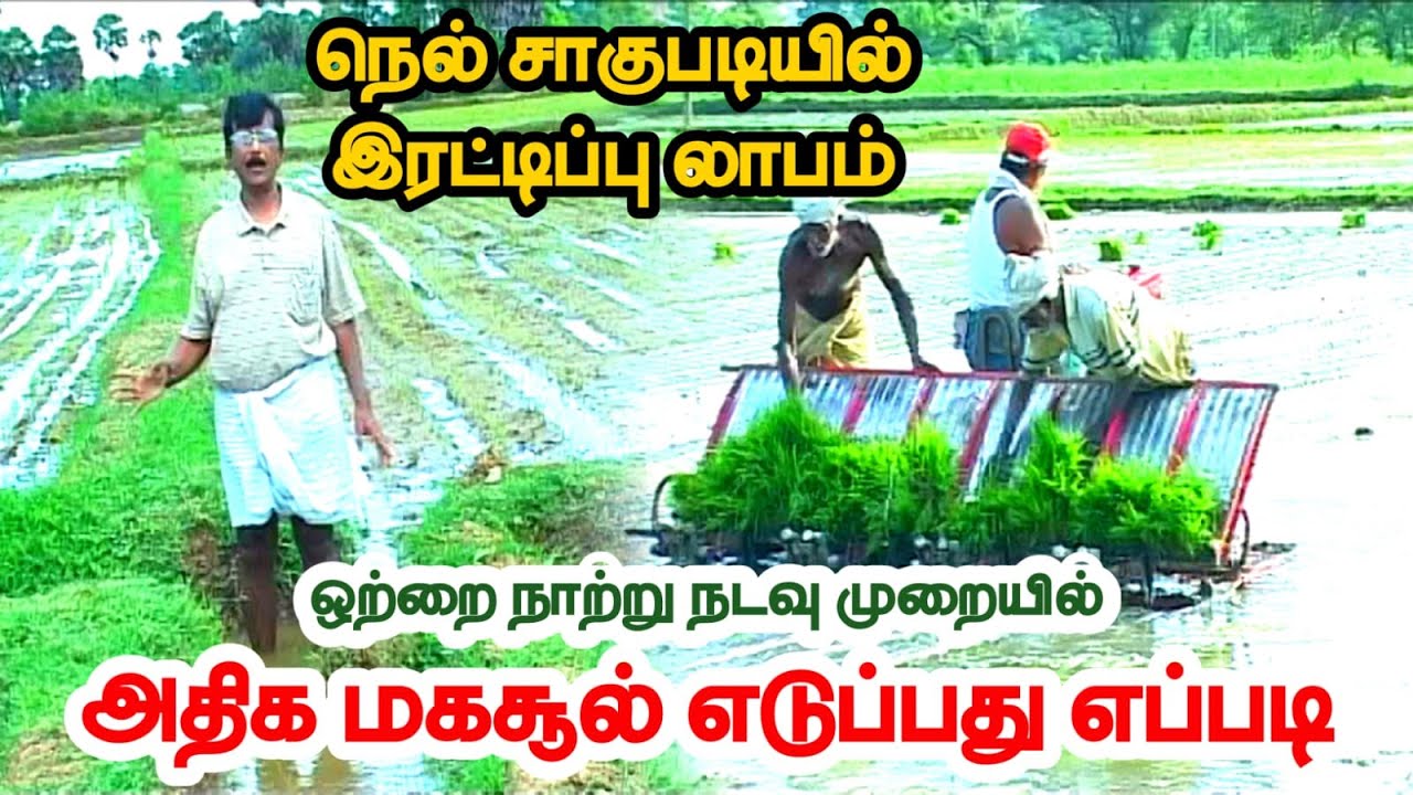 ஒற்றை நாற்று நெல் நடவு முறையில் அதிக மகசூல் எடுப்பது எப்படி.? | System of Rice Intensification