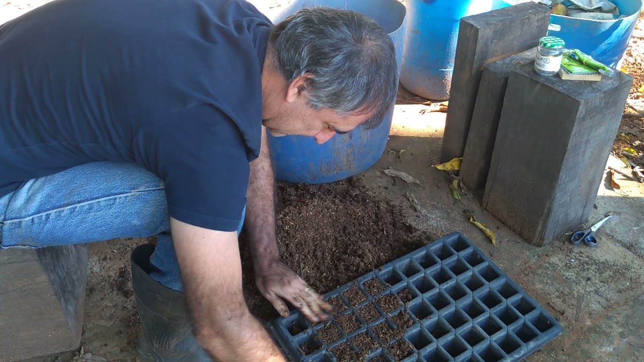 COMO fazer um #substrato de #germina&ccedil;&atilde;o para a #horta #org&acirc;nica