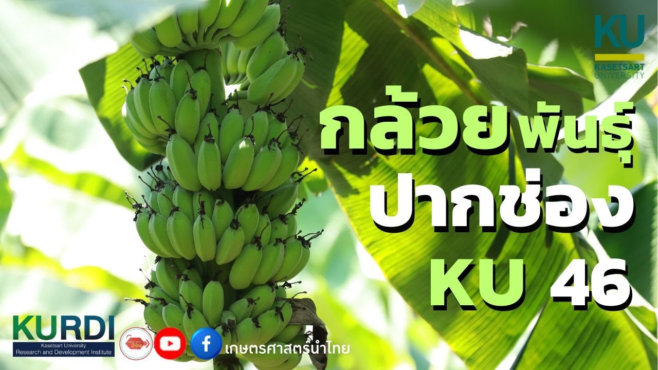 กล้วยพันธุ์ ปากช่อง KU 46