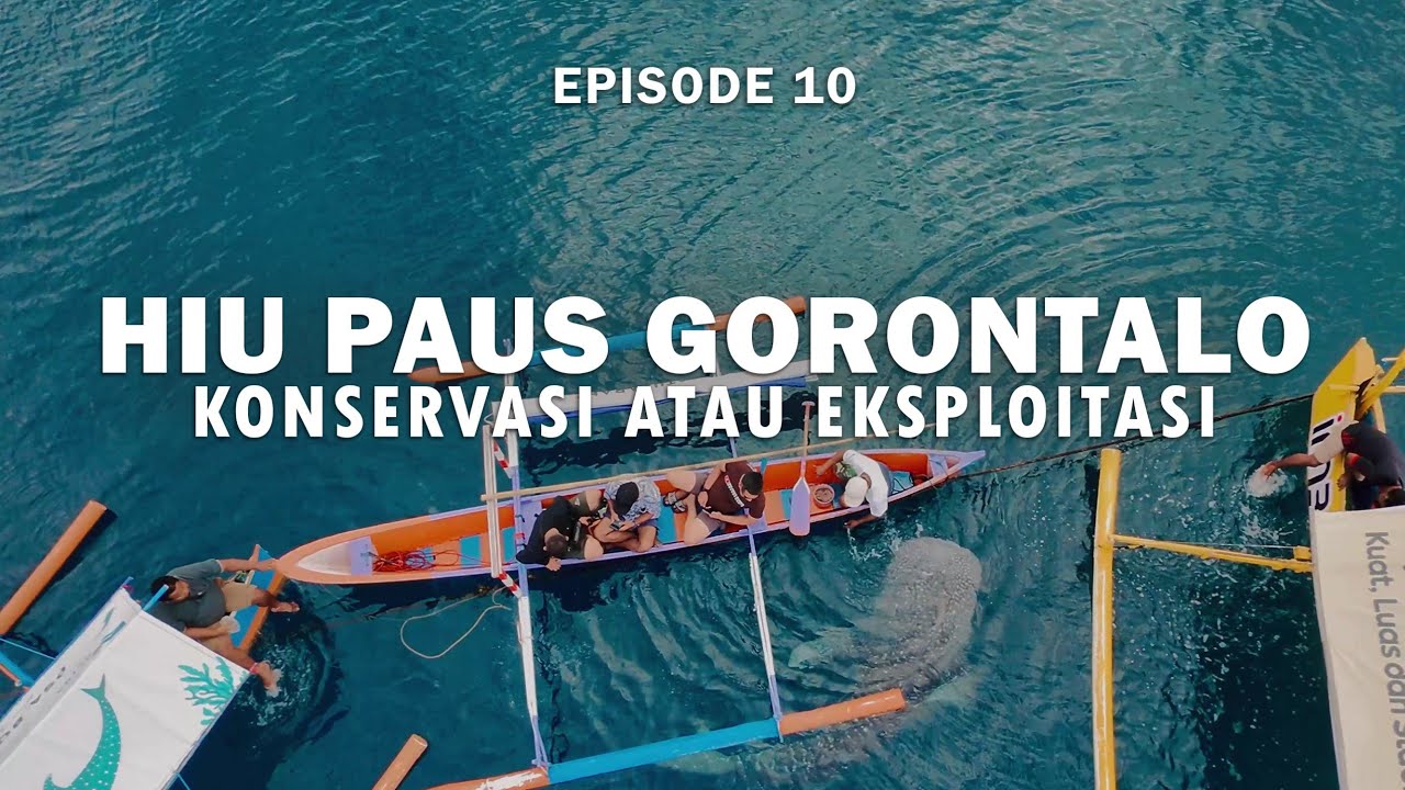 SULAWESI - Eps. 10 | Hiu Paus Gorontalo - Raksasa Laut Lembut