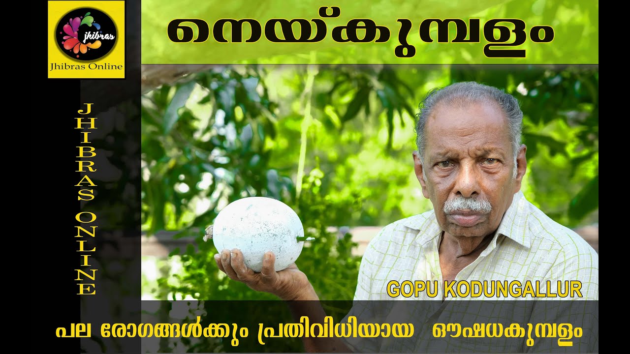 നെയ്‌കുമ്പളം എന്ന ഔഷധ കുമ്പളം / Neykumbalam #gopukodungallur  #jhibras