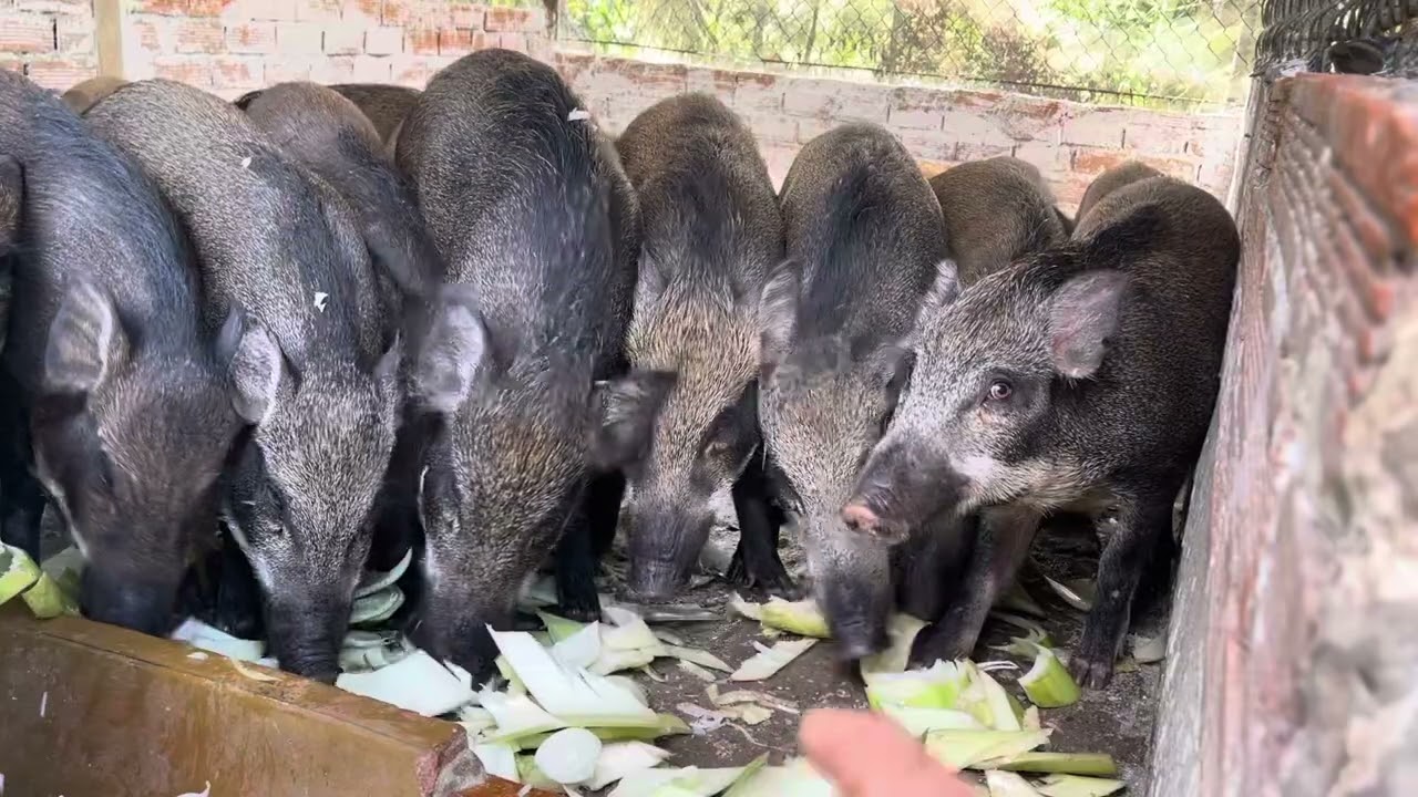trước khi nuôi heo rừng xem tham khảo nhe cả nhà