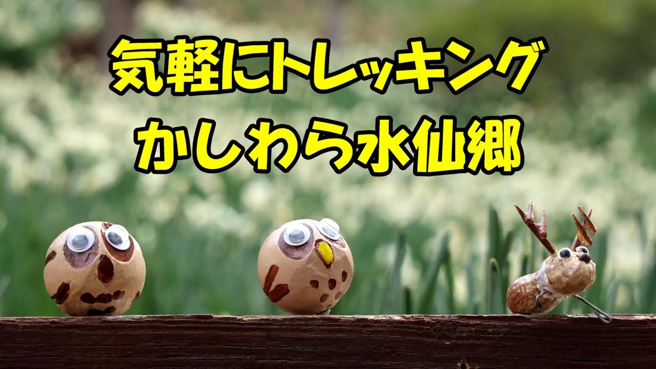 【登山】気軽にトレッキング「かしわら水仙郷」