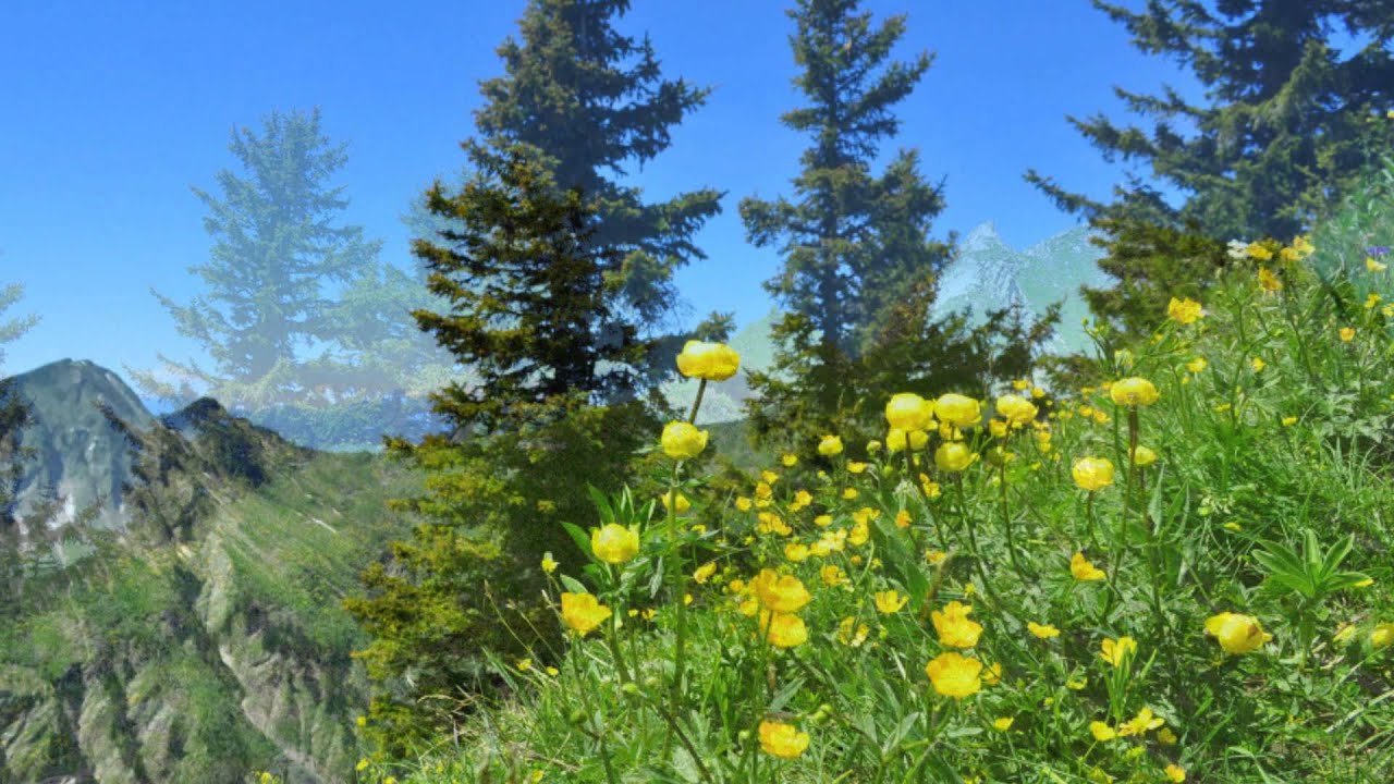 Damülser Horn  (Damüls/Vorarlberg/AUSTRIA)