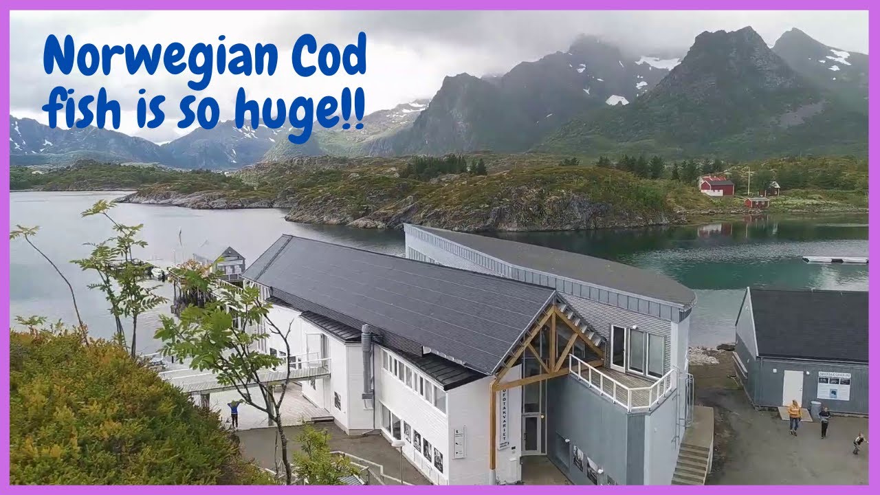 QUICK VISIT AT LOFOTEN AQUARIUM 2020 - MUSEUM NORD