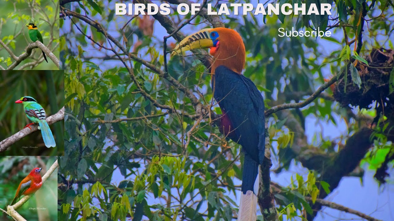 Himalayan Bird | Wildlife Photography | Latpanchar | The birding Paradise