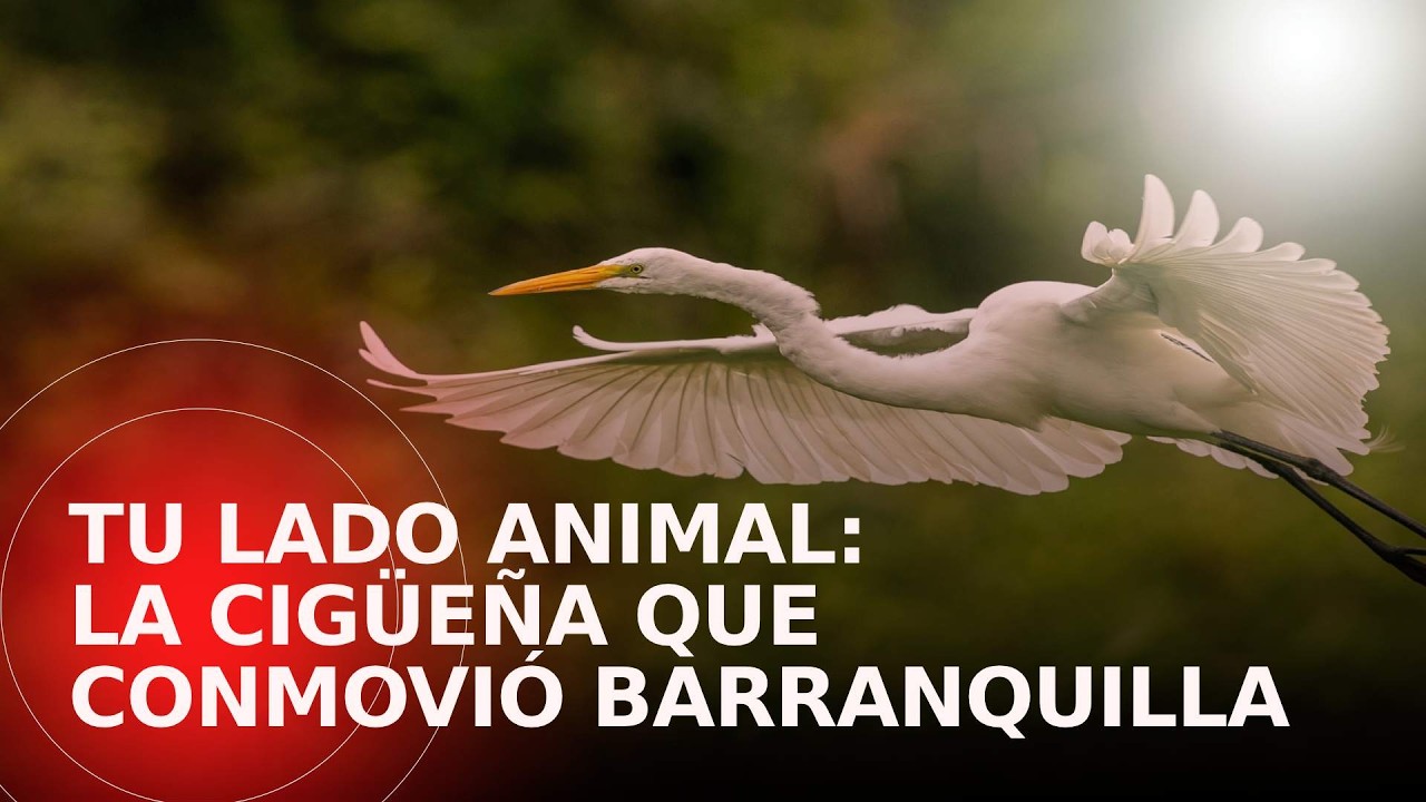 La historia de la cigüeña de Barranquilla y otros rescates animales | Tu Lado Animal