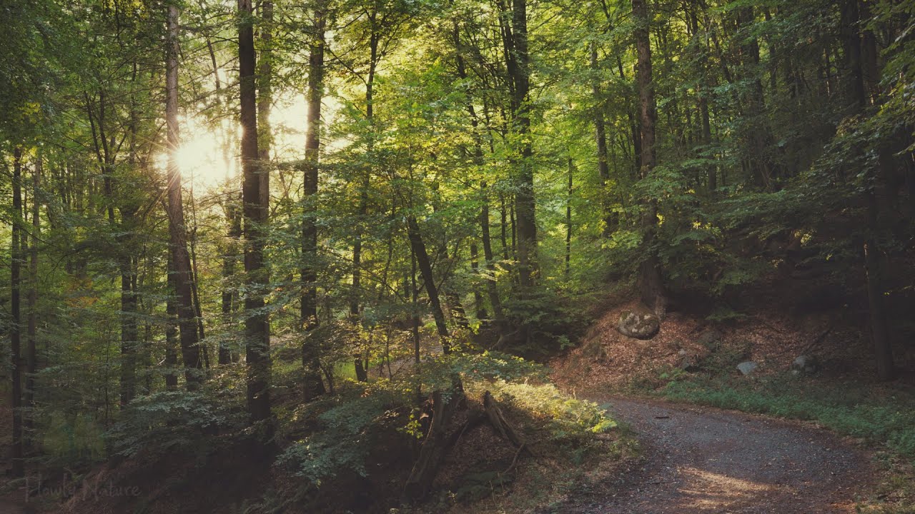 🌳 4K - Relaxing Nature Sounds For Stress Relief, Forest Sounds, Bird Song, ASMR
