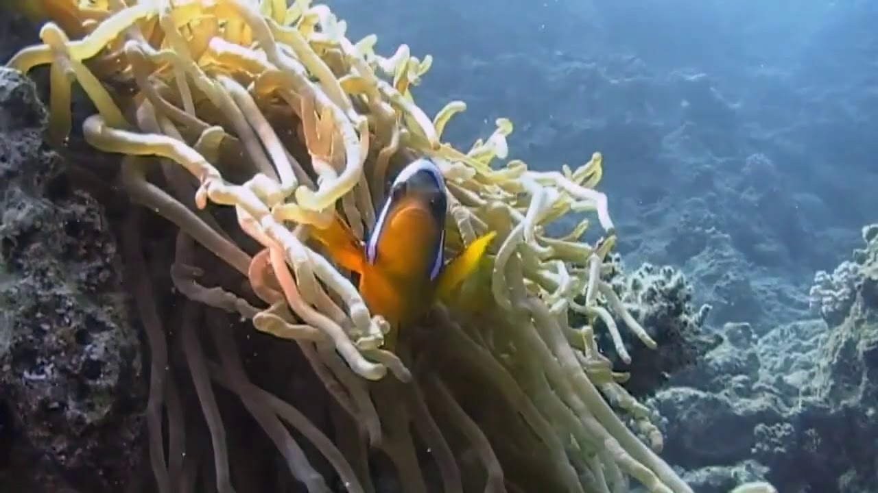 Red sea in Egypt