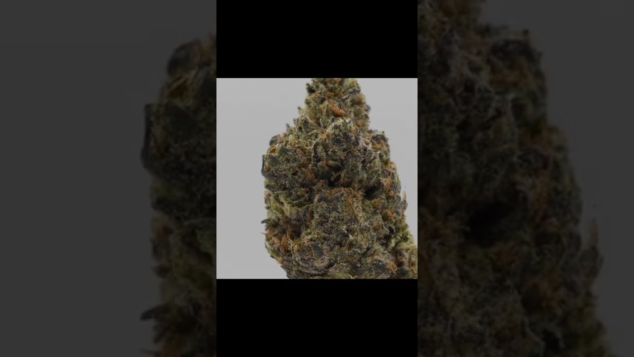 PRIMETIME ⏳️⏰️🏆🔥⛽ by BMG/HIDDEN FARMS