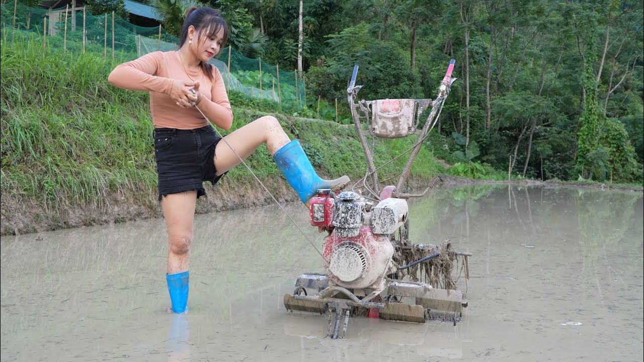 How Vietnamese rural girls grow and harvest rice on the mountain