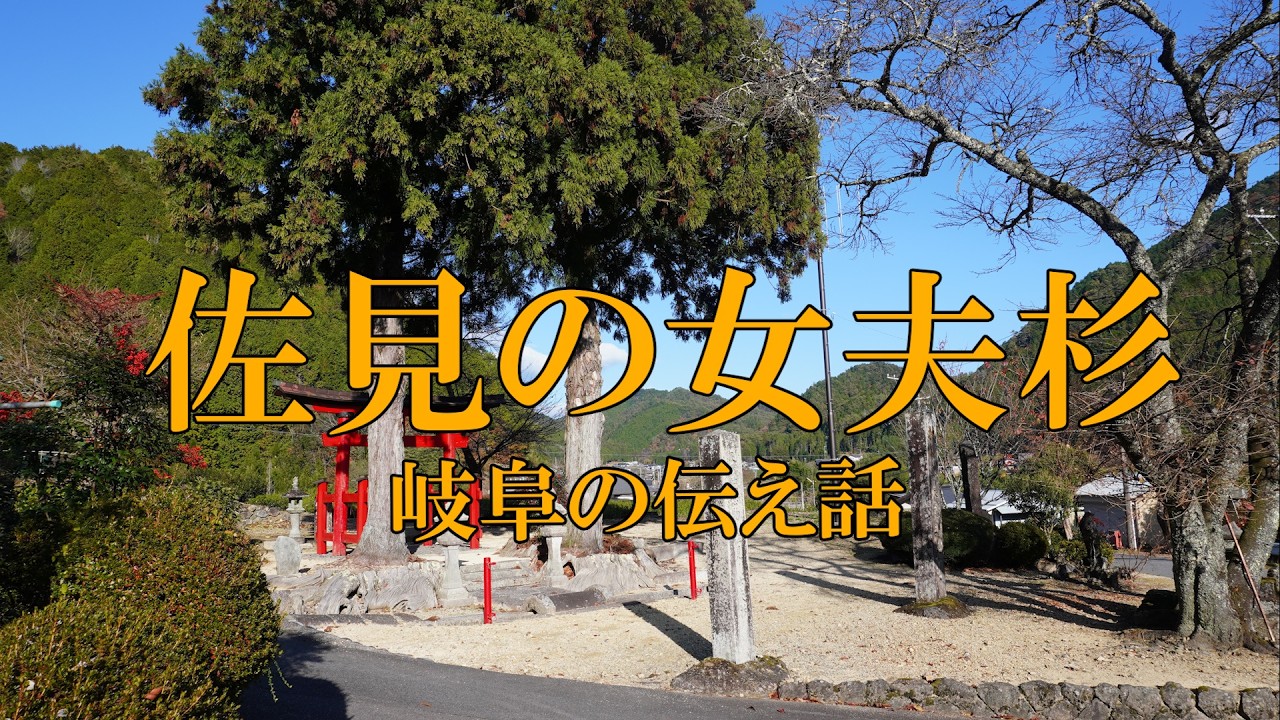 岐阜の伝え話㊵「佐見の女夫杉」（加茂郡白川町）