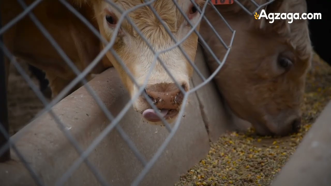 🐄 FerAppease Bovine Review | A Game-Changer for Cattle Health & Productivity