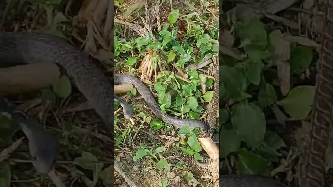 रेस्क्यू चंद्र नाग Rescue Cobra #rescue #rescuecall #cobrabite