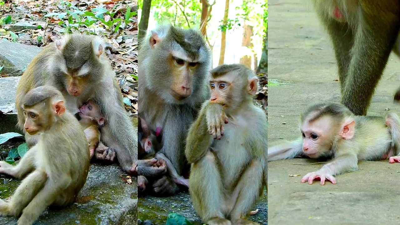 Cute Lily asks for grooming from busy Libby.
