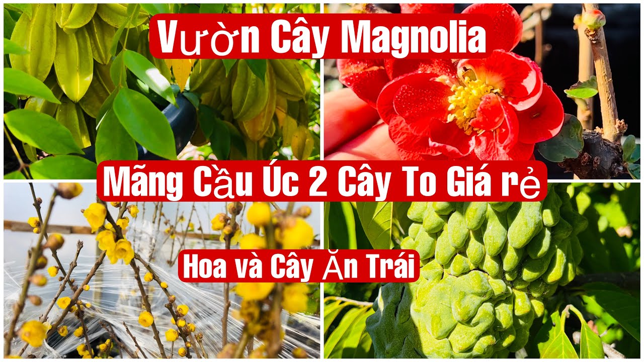 Vườn Cây Magnolia Sale Mãng Cầu Úc 2 Giá Rẻ & Hoa Và Những Cây Ăn Trái Khác || MÂY XANH || Video 245