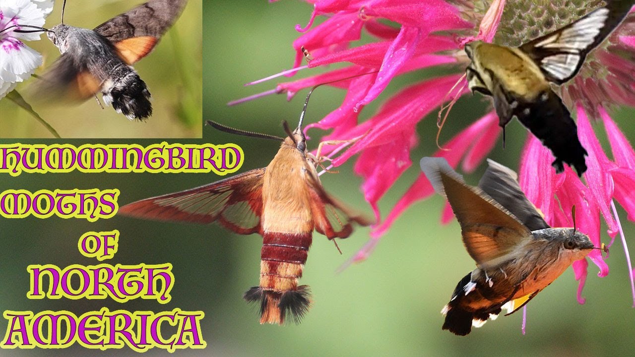 The Hummingbird Moths of North America & How To Attract Them To Your Home!