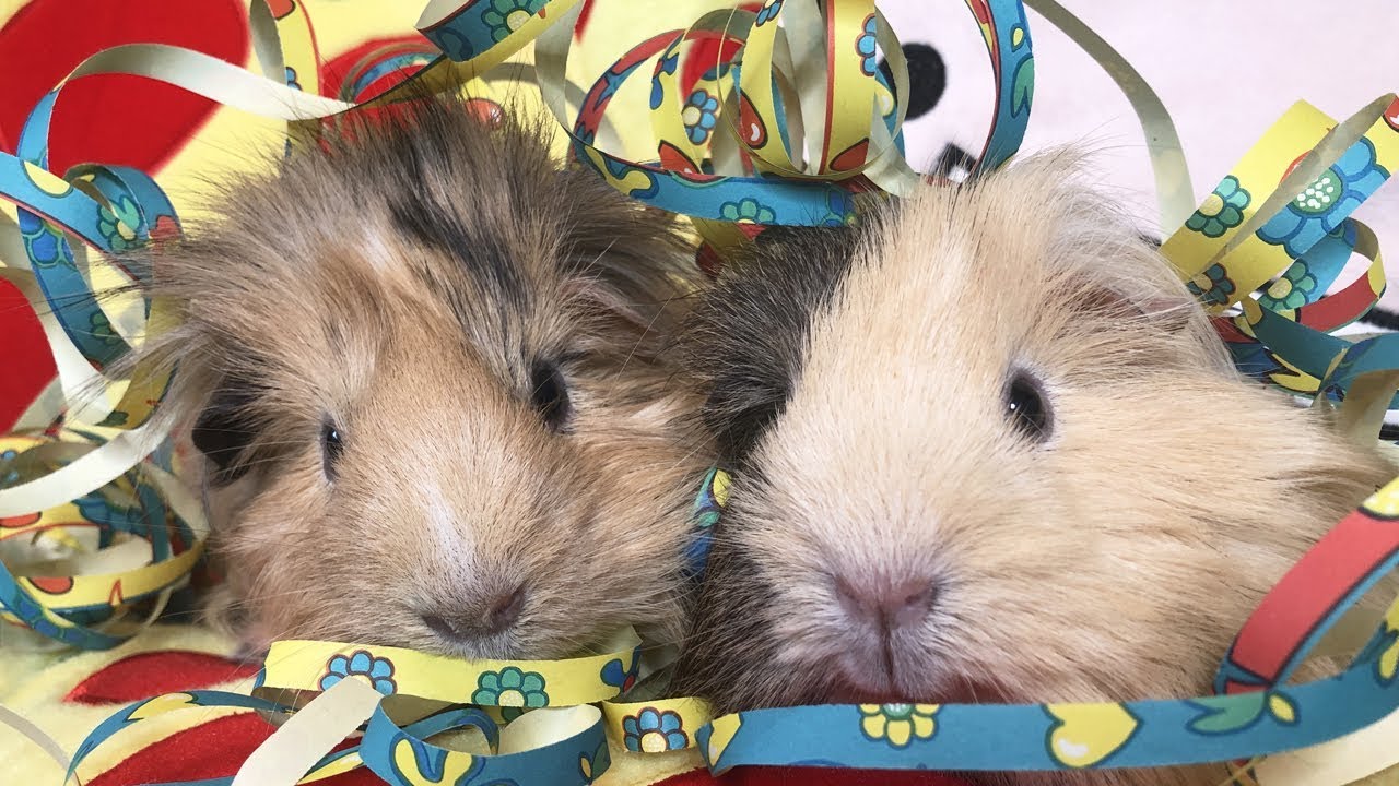Was Meerschweinchen tun, wenn die Besitzer das Gehege reinigen | Die Meeries
