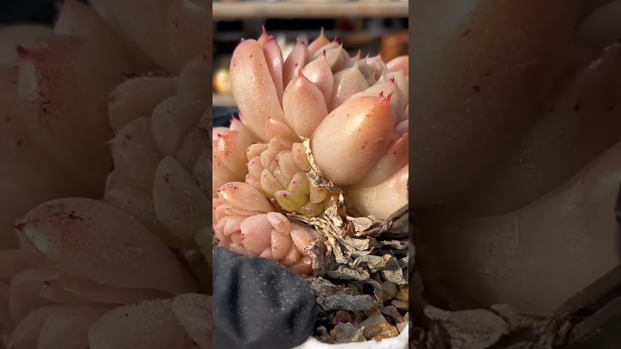 Indoor Succulent Success 🌱 Expert Tips to Grow Strong, Low-Maintenance Plants