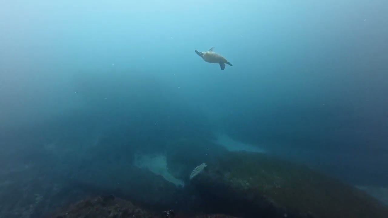 【水中動画】アオウミガメ