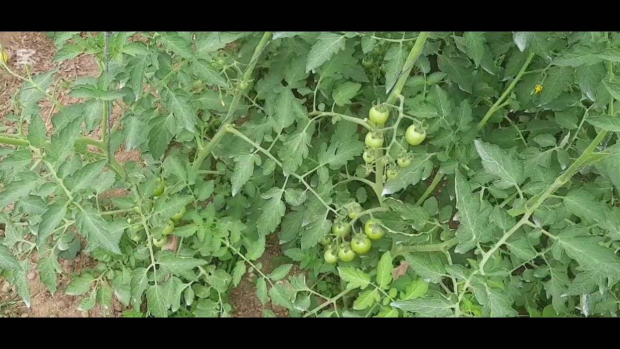 टमाटर खेती