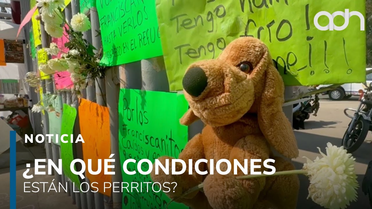 Animalistas logran entrar al Deportivo Galeana tras protestas por perritos rescatados