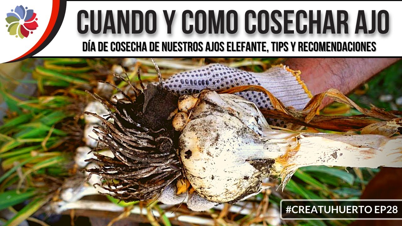 🧄 CUANDO y COMO COSECHAR tus AJOS - ¡Llegó el momento! #CreaTuHuerto Ep28