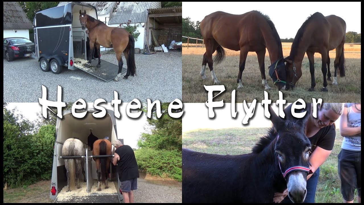 Hestene Flytter