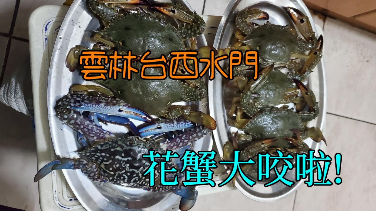 台西水門花蟹大咬啦!我終於實現了花蟹自由...#南投小江 #釣魚 #Fishing #Mancing #釣り