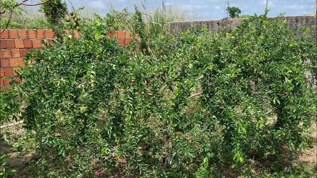 como fazer a poda da acerola produzindo direto