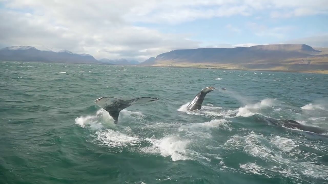 Psychill - CANTICUM MEGAPTERAE - Song of the Humpback Whale (Compiled by Inner Child [Full Album]