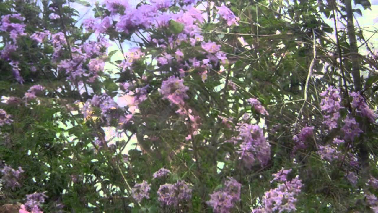 MUSICAS DE FOLIA DE REIS - 1 (COLETANEA)