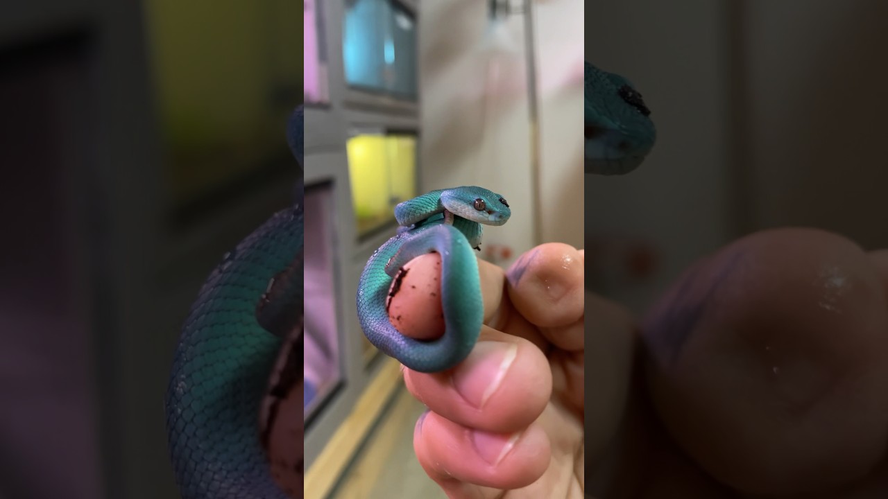 Throwback to the Tiniest Little Blue Insularis Viper ever 😍 How cute is he ?! #viper #snake #shorts
