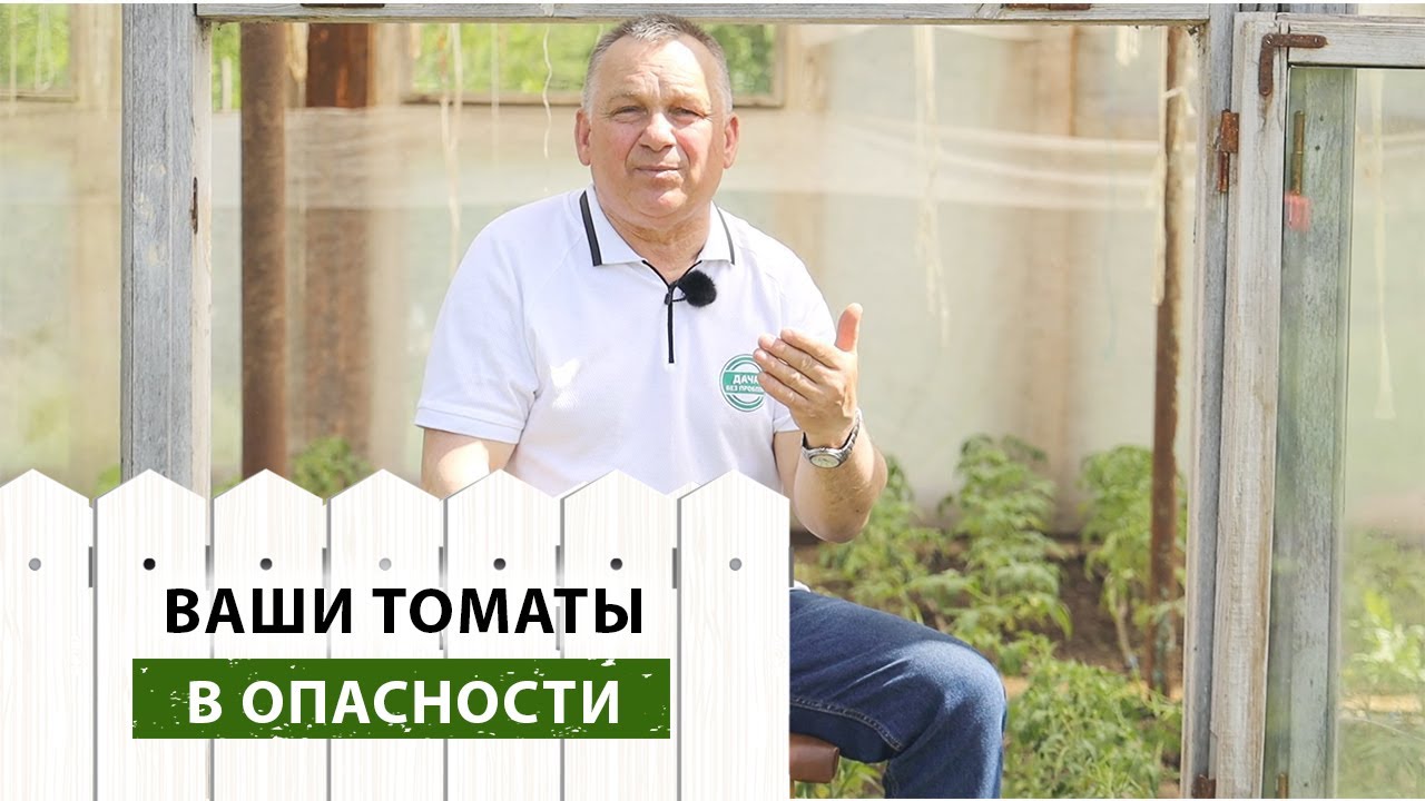 5 ГЛАВНЫХ вредителей ПОМИДОРОВ. Чем обработать, чтобы ЗАЩИТИТЬ ТОМАТЫ?