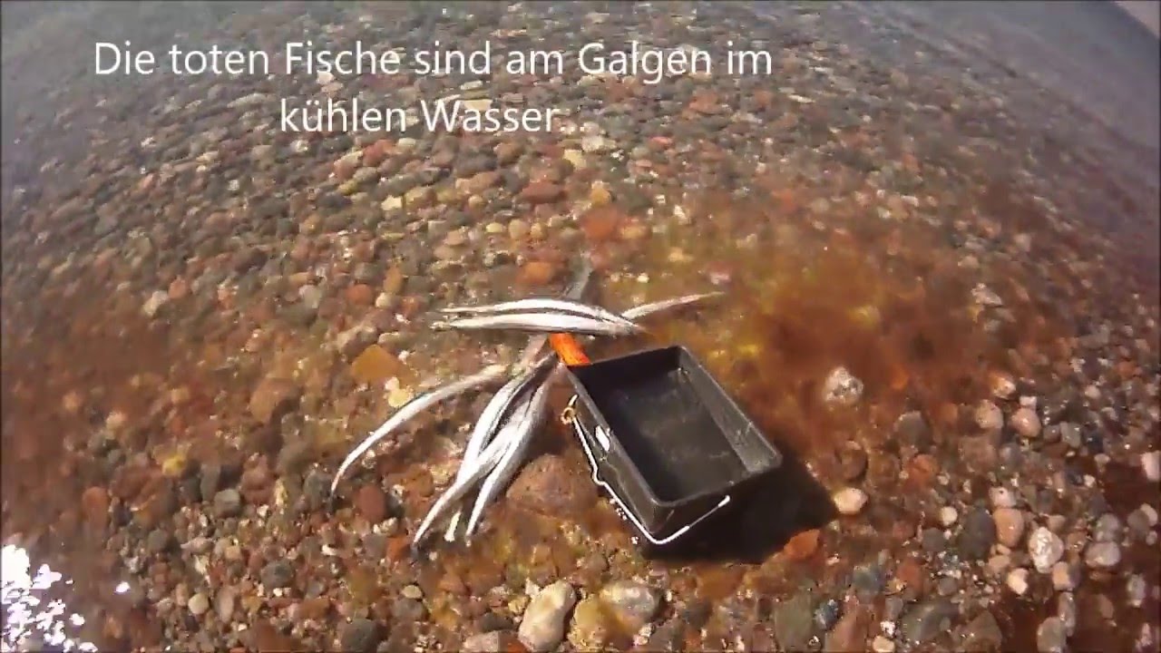 Hornhecht auf Naturköder